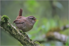 <p>STŘÍZLÍK OBECNÝ (Troglodytes troglodytes) ----- /Eurasian wren - Zaunköking/</p>